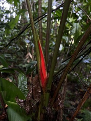 Heliconiaceae
