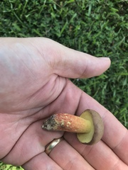 Butyriboletus