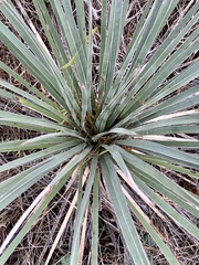 Yucca campestris
