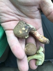 Butyriboletus