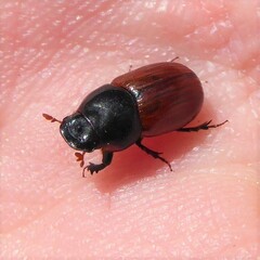 Aphodius