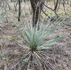 Yucca campestris