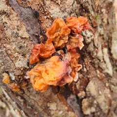 Tremella mesenterica