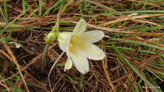 Cyrtanthus clavatus