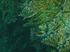 Chaetodon paucifasciatus