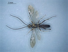 Ichneumonidae