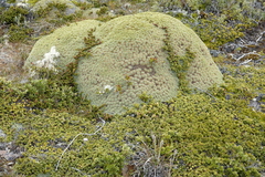 Bolax gummifera