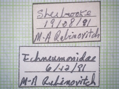 Ichneumonidae