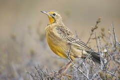 Macronyx capensis colletti