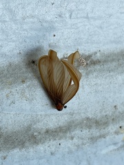 Tenuirostritermes