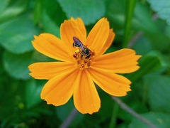 Neocorynura