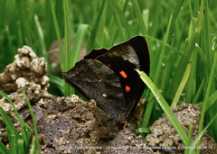 Corades medeba columbina