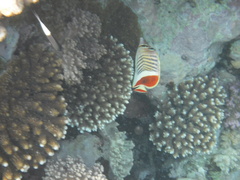 Chaetodon paucifasciatus