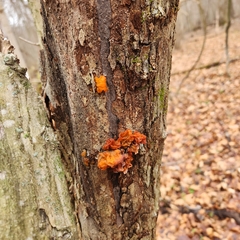 Tremella mesenterica