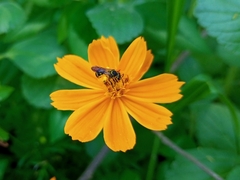 Neocorynura
