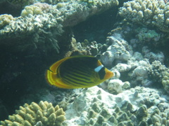 Chaetodon fasciatus