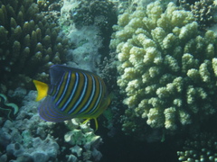 Pygoplites diacanthus