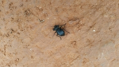 Philolithus sordidus