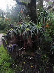 Aloe arborescens