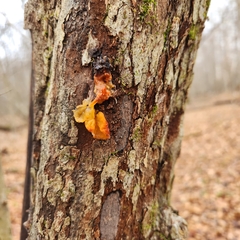 Tremella mesenterica