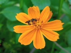 Neocorynura