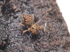 Ptenothrix