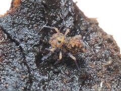 Ptenothrix