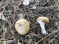 Suillus cothurnatus