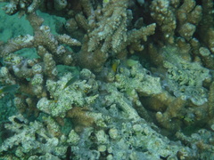 Chaetodon austriacus