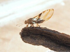 Phylloplecta tripunctata