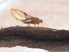 Phylloplecta tripunctata