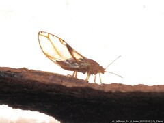 Phylloplecta tripunctata