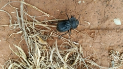 Philolithus sordidus