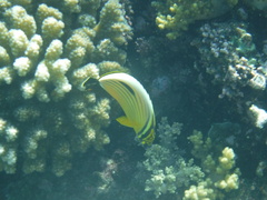 Chaetodon austriacus