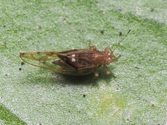 Phylloplecta tripunctata
