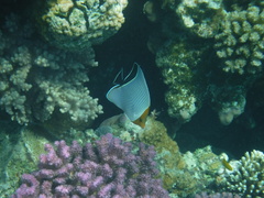 Chaetodon larvatus