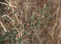 Colletia spinosissima