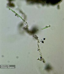 Oscillatoriaceae