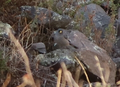 Catamenia analis