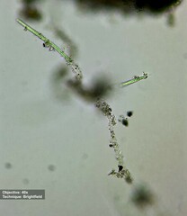 Oscillatoriaceae