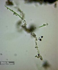 Oscillatoriaceae