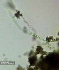 Oscillatoriaceae