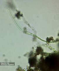 Oscillatoriaceae