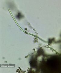 Oscillatoriaceae