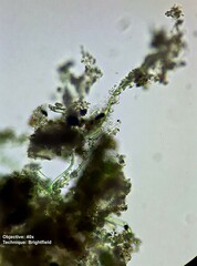 Oscillatoriaceae