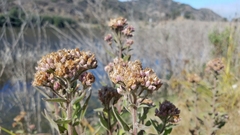 Pluchea odorata odorata