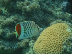 Chaetodon paucifasciatus