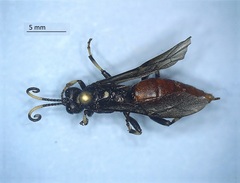 Ichneumonidae