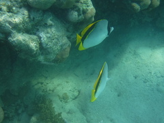 Chaetodon lineolatus