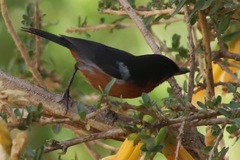 Diglossa brunneiventris